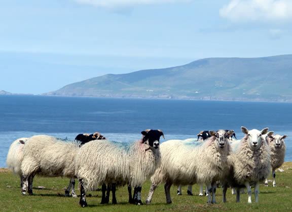 Dingle5sheep