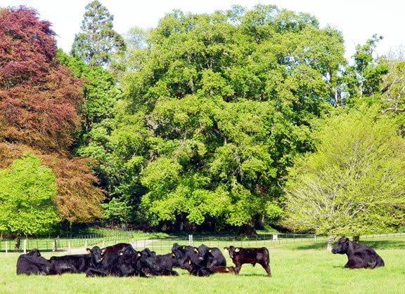 Kerry Black Cattle